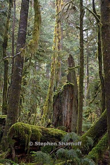 opal creek forest 2 graphic